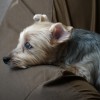 犬の熱中症対策で最適な室内温度と留守番中に停電した時の対策は？