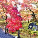 京都の紅葉の見ごろはいつ？おすすめスポットは？ライトアップは？